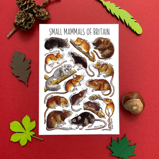 'Small Mammals of Britain' Blank Postcard