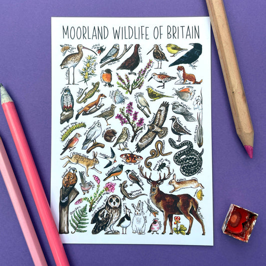 'Moorland Wildlife of Britain' Blank Postcard