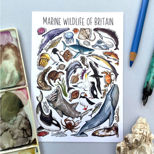 'Marine Wildlife of Britain' Blank Postcard