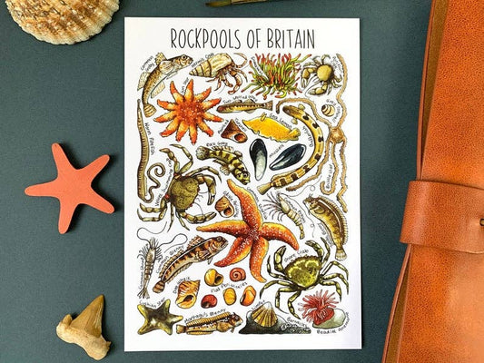 'Rockpools of Britain' Blank Postcard