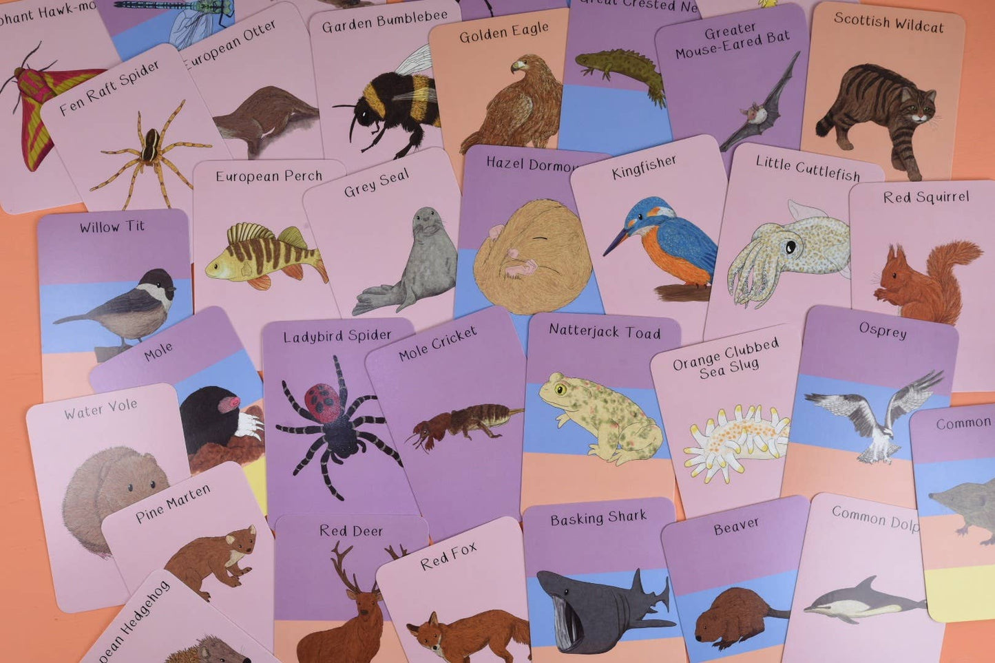 Amazing Animals of the British Isles Fact Cards