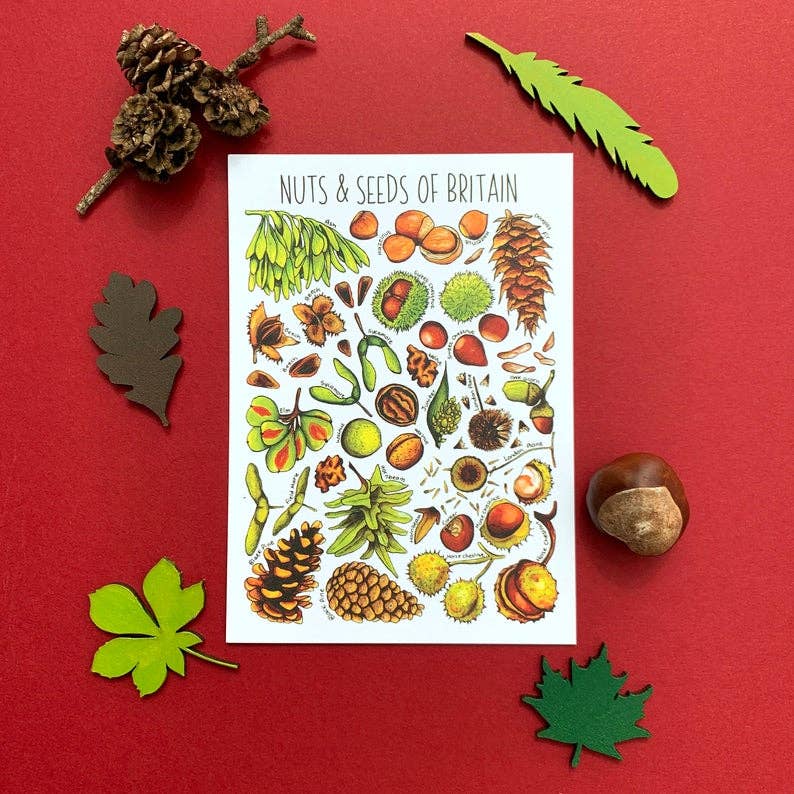 'Nuts & Seeds of Britain' Blank Postcard